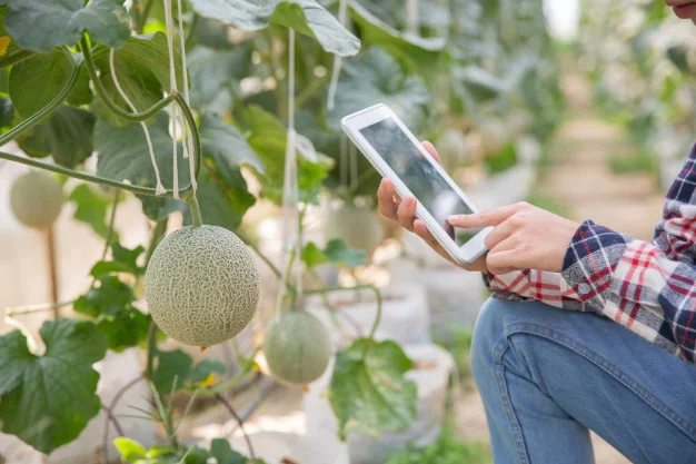 Food science student studying a melon plant.